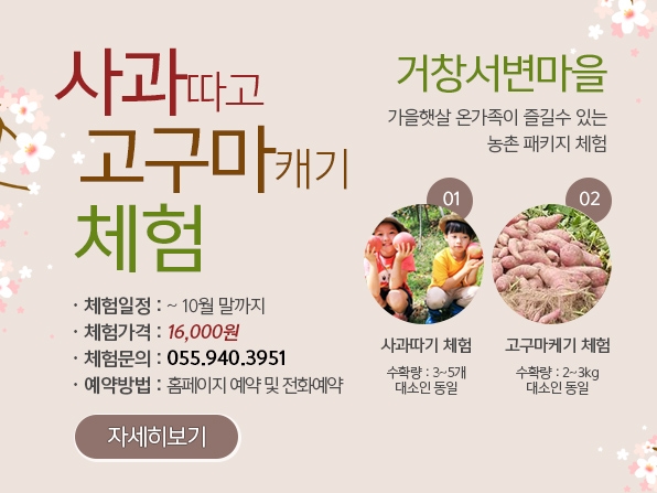 거창서변마을 사과따고 고구마케기 체험안내