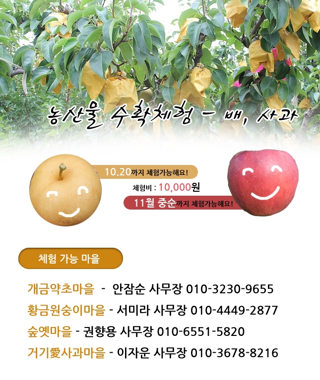 농산물 수확 - 배, 사과 체험 첨부파일 이미지