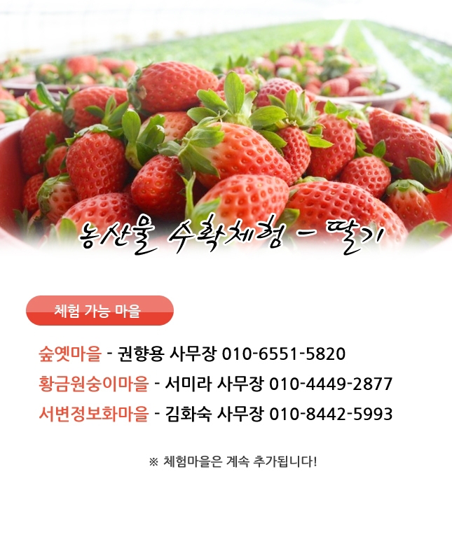 겨울 딸기체험이 시작되었습니다~ 첨부파일 이미지